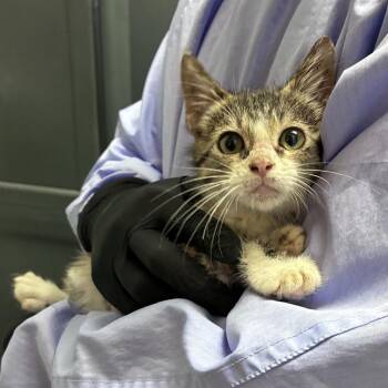 Whiskey Neat -  Domestic Short Hair Cat for Adoption in Carencro, Louisiana - Whiskey Neat | PetCurious