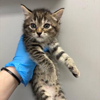 Domestic Short Hair Cats Available for Adoption in Columbiana, Alabama - Airheads | PetCurious