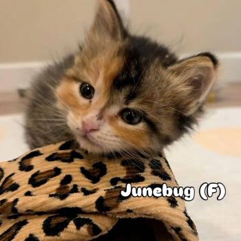 Junebug -  Domestic Short Hair Cat for Adoption in Denver, Colorado - Junebug | PetCurious