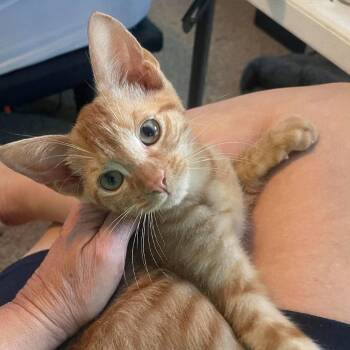 Stella - in Frederick, MD -  Domestic Short Hair Cat for Adoption - Stella - In Frederick, MD | PetCurious