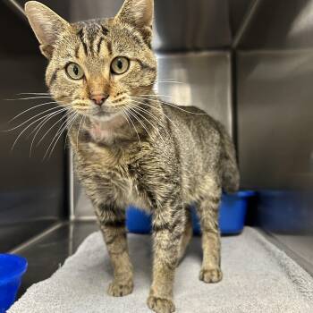 Rescue Domestic Short Hair Cats for Adoption in La Grange Park, Illinois - Finneas | PetCurious