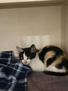 Rescue Domestic Short Hair Cats for Adoption in Alameda, California - AMBERSAND | PetCurious