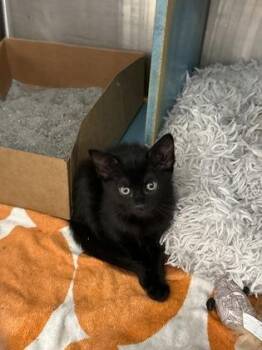 Domestic Short Hair Cats Available for Adoption in West Chester, Pennsylvania - Tangent | PetCurious