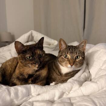 Domestic Short Hair Cats Available for Adoption in San Antonio, Texas - Teddy | PetCurious