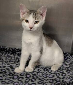 Iguana (Photos August 2026) -  Domestic Short Hair and Tabby Cat for Adoption in Marietta, Ohio - Iguana (Photos August 2026) | PetCurious