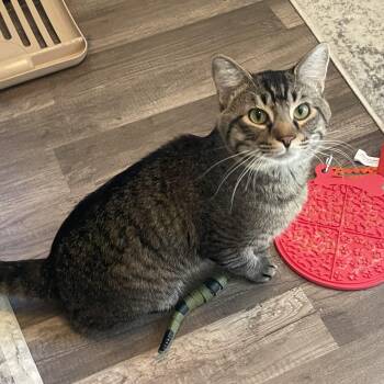Timothy -  Domestic Short Hair Cat for Adoption in Chandler, Arizona - Timothy | PetCurious