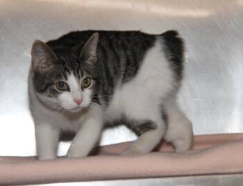 Rubber Goose (Neutered) (Photos October 11th 2026) -  Manx and Tabby Cat for Adoption in Marietta, Ohio - Rubber Goose (Neutered) (Photos October 11th 2026) | PetCurious