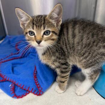 Oogie Boogie -  Domestic Short Hair Cat for Adoption in Lake Panasoffkee, Florida - Oogie Boogie | PetCurious