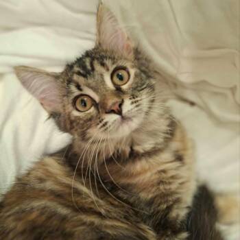 Painted Lady (Whiskers Society) -  Domestic Medium Hair Cat for Adoption in Watertown, Wisconsin - Painted Lady (Whiskers Society) | PetCurious