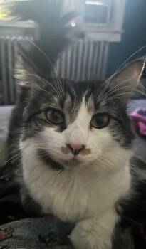 LADY MARGARET -  Domestic Long Hair Cat for Adoption in Hamilton Township, New Jersey - LADY MARGARET | PetCurious
