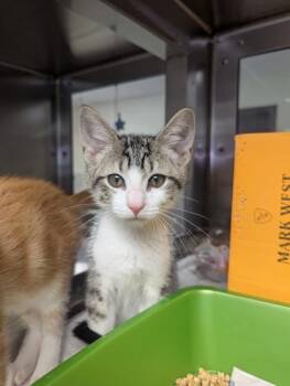 Bodhi -  Domestic Short Hair Cat for Adoption in West Chester, Pennsylvania - Bodhi | PetCurious