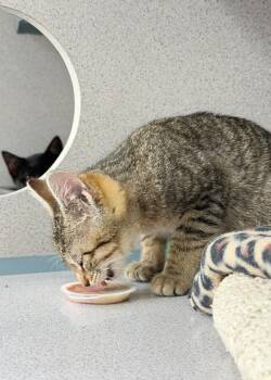 Atlanta -  Domestic Short Hair Cat for Adoption in Montgomery, New Jersey - Atlanta | PetCurious