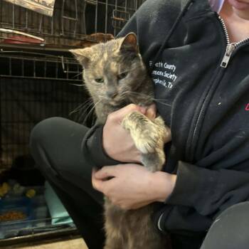 Domestic Short Hair Cats Available for Adoption in Stephenville, Texas - June | PetCurious