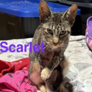 Scarlet -  Domestic Short Hair Cat for Adoption - Scarlet | PetCurious