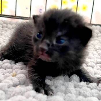 Rescue Domestic Short Hair Cats for Adoption in Volcano, Hawaii - Poberry (COH-A-65088) | PetCurious