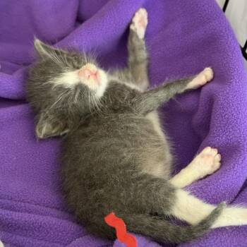 OTTO 1854RJ27 -  Domestic Short Hair Cat for Adoption in Columbia, Missouri - OTTO 1854RJ27 | PetCurious