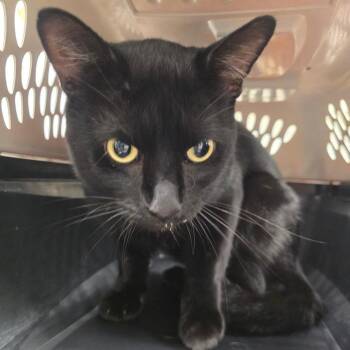 Commander Whiskers -  Domestic Short Hair Cat for Adoption in Chattanooga, Tennessee - Commander Whiskers | PetCurious
