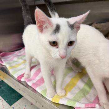 Rya -  Domestic Short Hair Cat for Adoption in Buffalo, New York - Rya | PetCurious