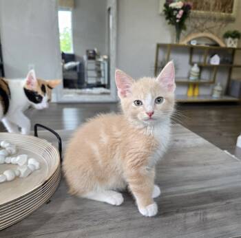 Peep -  Domestic Short Hair Cat for Adoption in Maple Valley, Washington - Peep | PetCurious