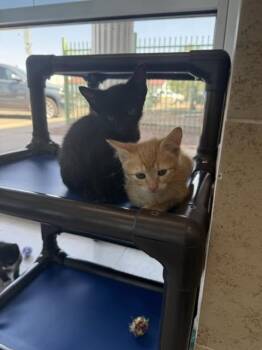 Batman -  Domestic Short Hair Cat for Adoption in Hobbs, New Mexico - Batman | PetCurious