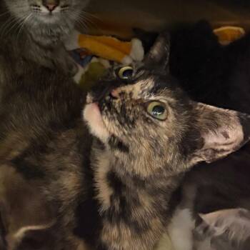 Marble -  Domestic Short Hair Cat for Adoption in Oak Park, Illinois - Marble | PetCurious