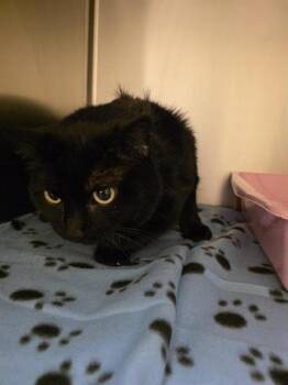 PEEK A BOO -  Domestic Short Hair Cat for Adoption in West Valley City, Utah - PEEK A BOO | PetCurious