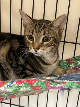 Domestic Short Hair Cats Available for Adoption - Preston | PetCurious