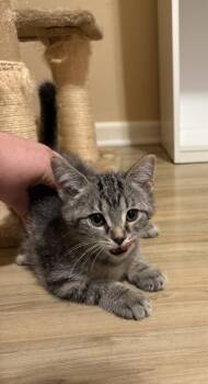 Esther -  Domestic Short Hair Cat for Adoption in Harbor Springs, Michigan - Esther | PetCurious