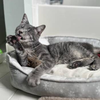 Domestic Short Hair Cats Available for Adoption - Stevie | PetCurious