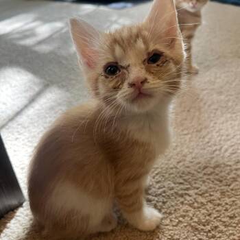 Domestic Short Hair Cats Available for Adoption - Peaches In Burke, VA | PetCurious