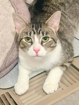 Butler -  Domestic Short Hair Cat for Adoption in Royal Oak, Michigan - Butler | PetCurious