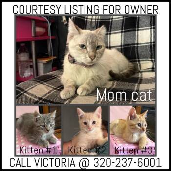 Domestic Short Hair Cats Available for Adoption in Valley City, North Dakota - Mom Cat & 3 Kittens - COURTESY LISTING | PetCurious