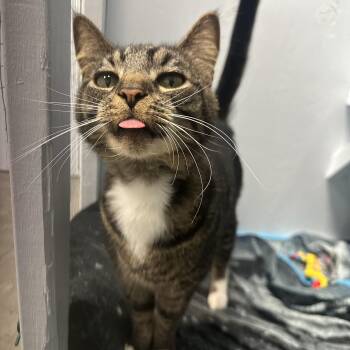 Joseph -  Domestic Short Hair Cat for Adoption in Mission, British Columbia - Joseph | PetCurious
