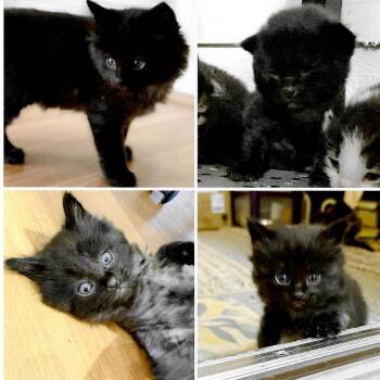 Domestic Long Hair Cats Available for Adoption in Clearwater, Florida - Cletus | PetCurious