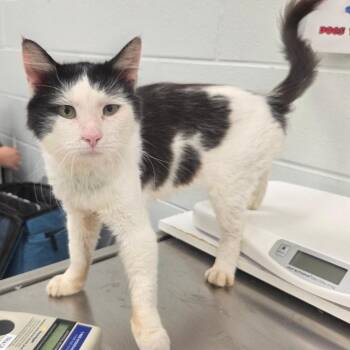 Cow -  Domestic Short Hair Cat for Adoption in Chattanooga, Tennessee - Cow | PetCurious