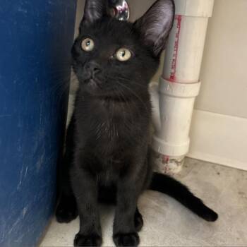 Yennifer -  Domestic Short Hair Cat for Adoption in York, Pennsylvania - Yennifer | PetCurious