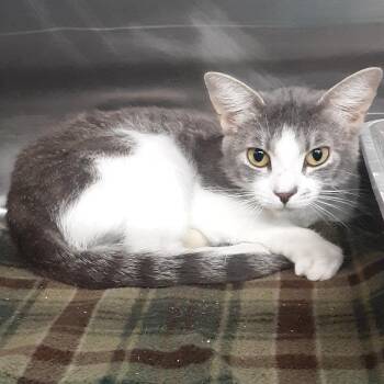 Mia -  Domestic Short Hair Cat for Adoption in Spokane, Washington - Mia | PetCurious