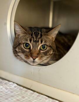 Penny -  Domestic Short Hair Cat for Adoption in Herndon, Virginia - Penny | PetCurious