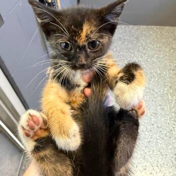 TUSC-Stray-84414 -  Domestic Short Hair Cat for Adoption in Tuscaloosa, Alabama - TUSC-Stray-84414 | PetCurious