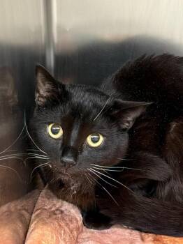 Domestic Short Hair Cats Available for Adoption in Pomona, New York - Laurent | PetCurious