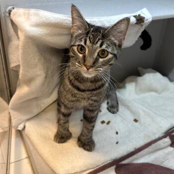 Boots and Simba -  Domestic Short Hair Cat for Adoption in Pittsburgh, Pennsylvania - Boots And Simba | PetCurious