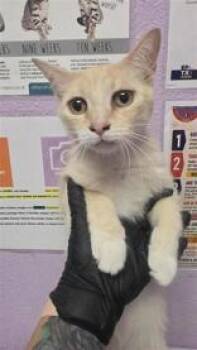 61243441 -  Domestic Short Hair Cat for Adoption in El Paso, Texas - 61243441 | PetCurious