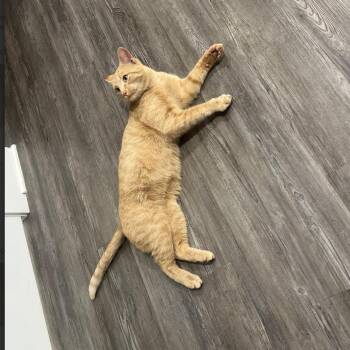 Rescue Domestic Short Hair Cats for Adoption in Cincinnati, Ohio - Tom | PetCurious