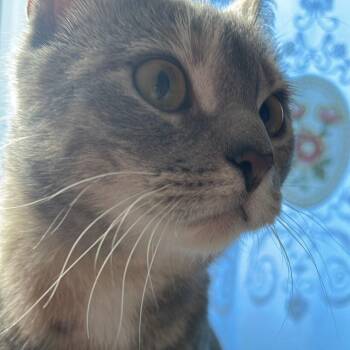 Domestic Short Hair Cats Available for Adoption - Brindisi | PetCurious