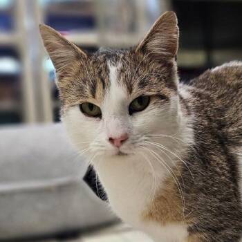 Domestic Short Hair Cats Available for Adoption in Frankfort, Kentucky - Tater 5657C | PetCurious