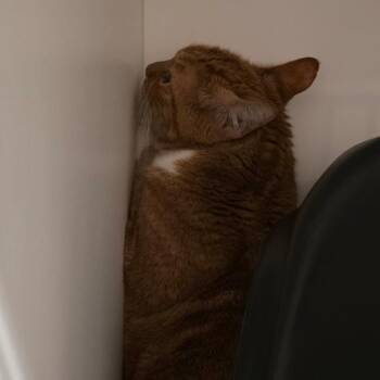 Domestic Short Hair Cats Available for Adoption - Mr. Flynn | PetCurious