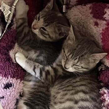 Maple -  Extra Toes Cat Hemingway Polydactyl and Domestic Short Hair Cat for Adoption in Granville, Ohio - Maple | PetCurious