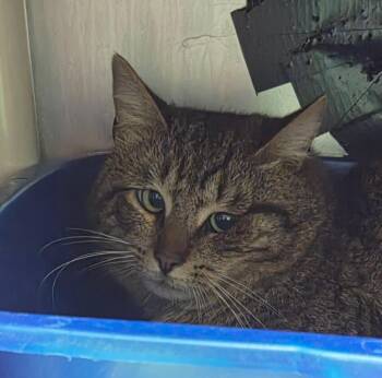 Domestic Short Hair Cats Available for Adoption in Olean, New York - Donny | PetCurious