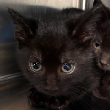 Tuna -  Domestic Short Hair Cat for Adoption in Manhattan, Kansas - Tuna | PetCurious
