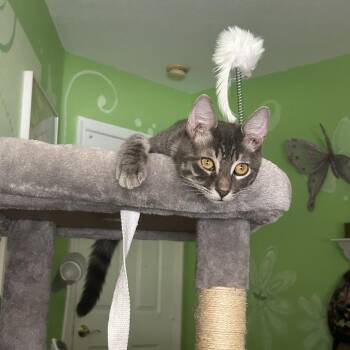 Limoncello -  Domestic Short Hair Cat Available for Adoption in Fort Lauderdale, Florida - Limoncello | PetCurious